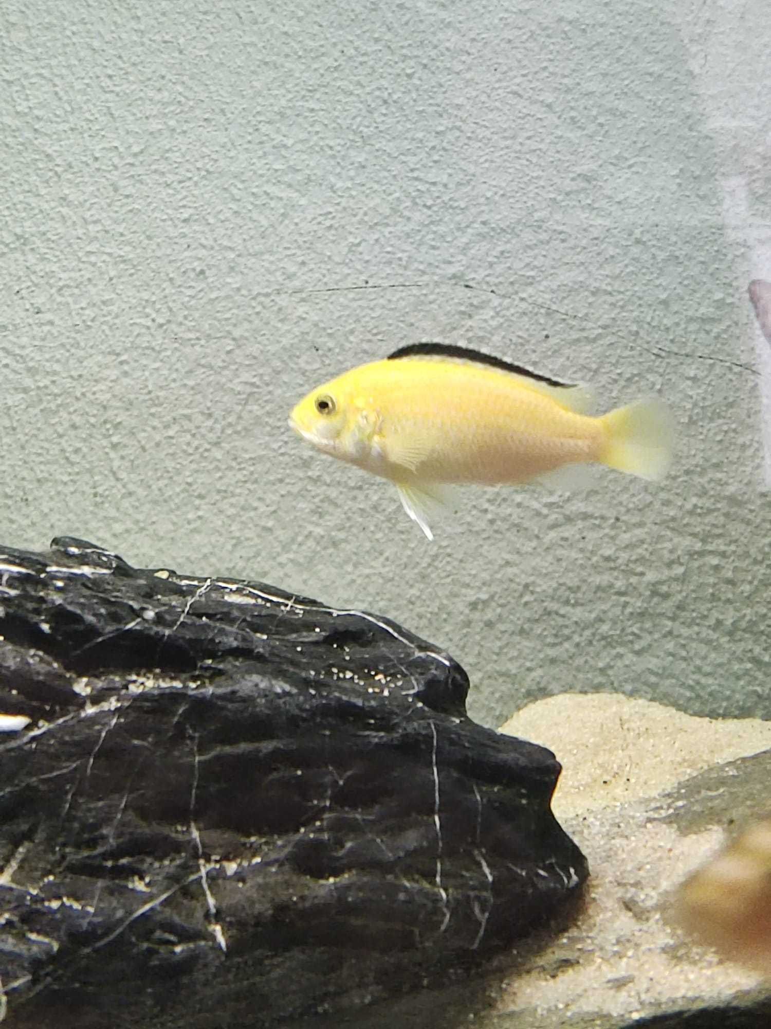 Ciclideos africanos - Labidochromis caeruleus (RESERVADO)