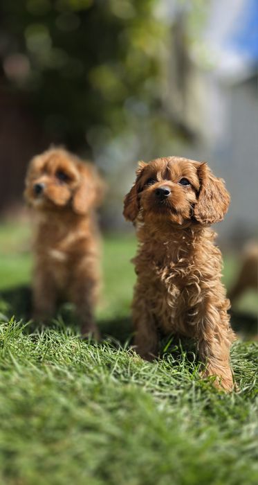 Cavapoo suczka f1