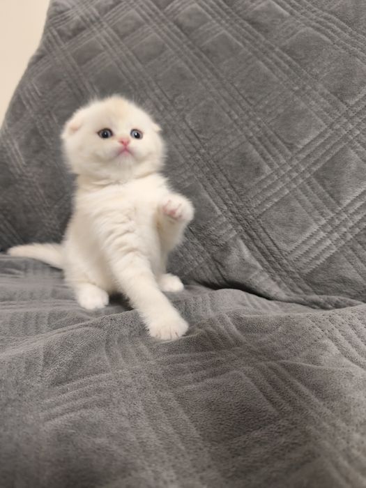 Gatinho Scottish fold