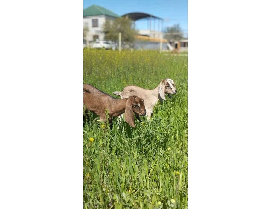 Продам козенят, кізочки Англо-Нубійської породи, коза, козлік