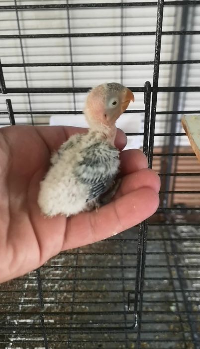 Fisheri opalino slaty turquesa