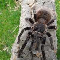 Паук Lasiodora parahybana молодые самки