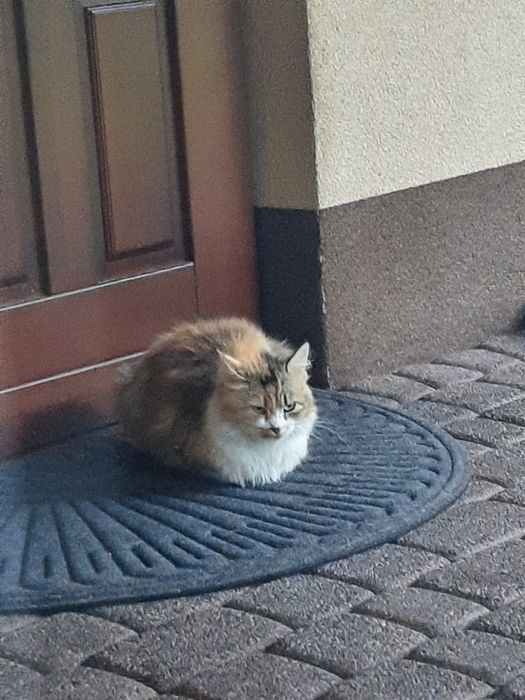 Znaleziono kotka