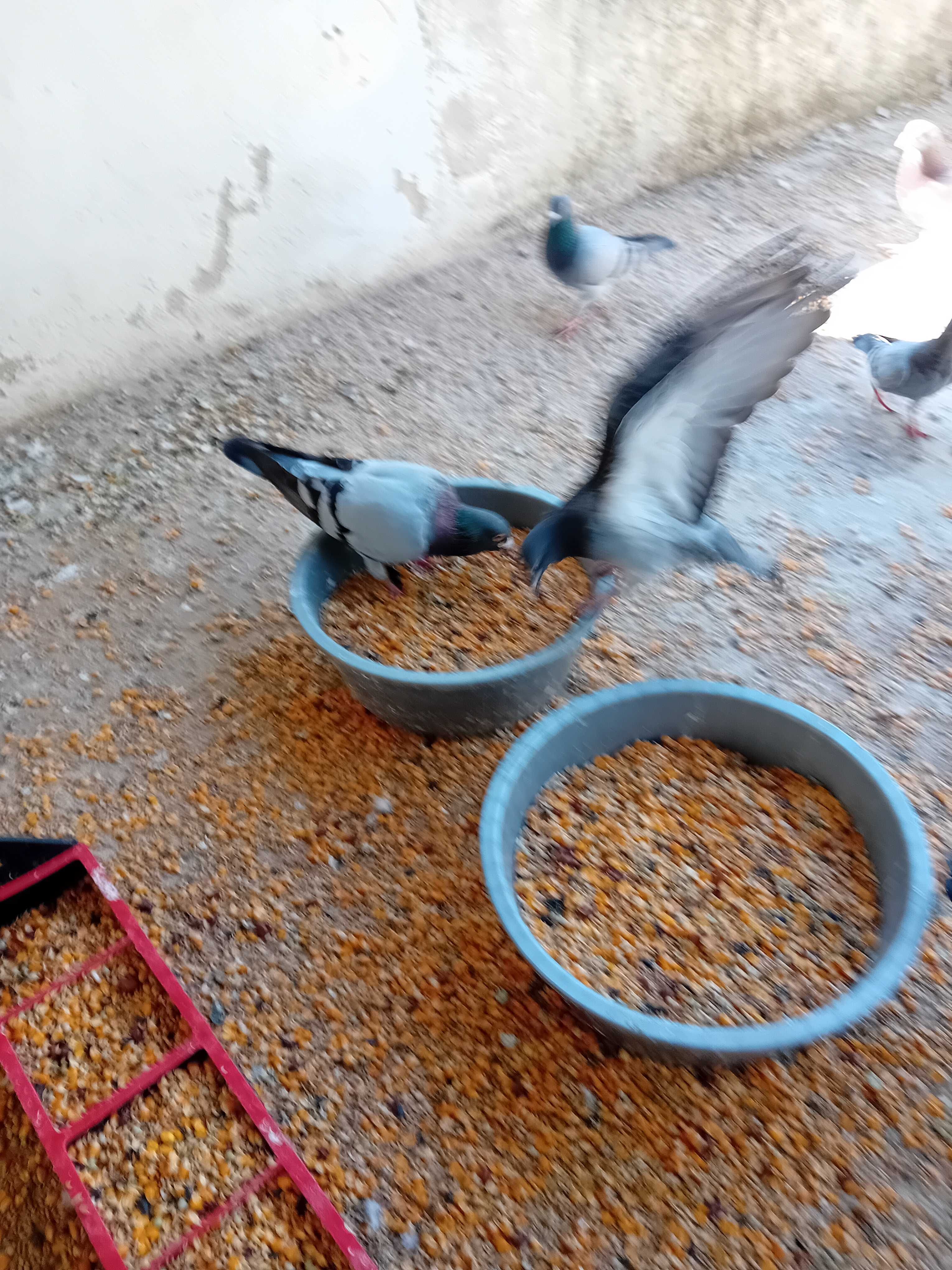 Pombos correios para venda de varias raças e pombos deste ano