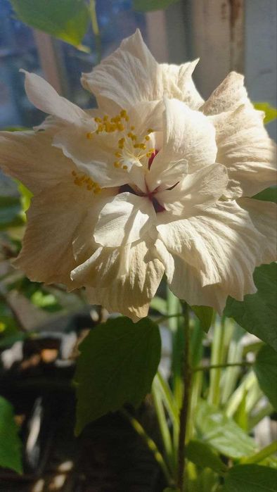 Продам гибискусы,драцену,толстянки,розмарин,жакаранду и уличные раст.