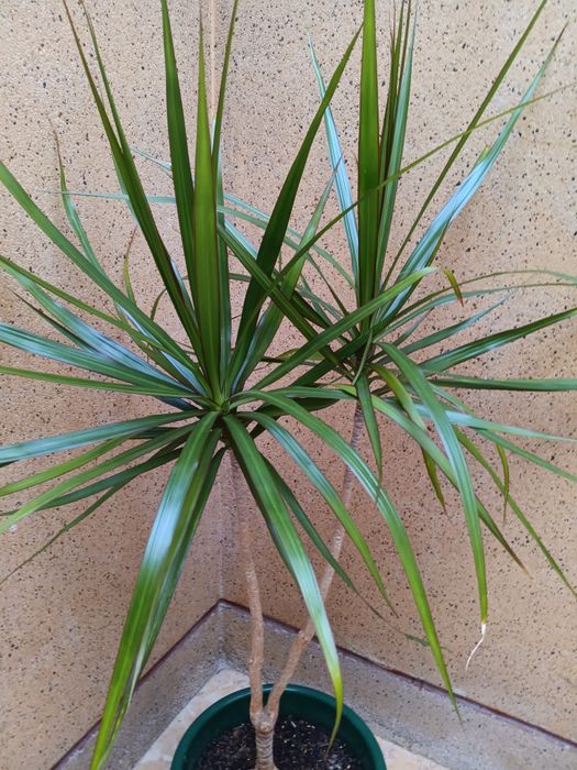 Plantas de interior  e exterior