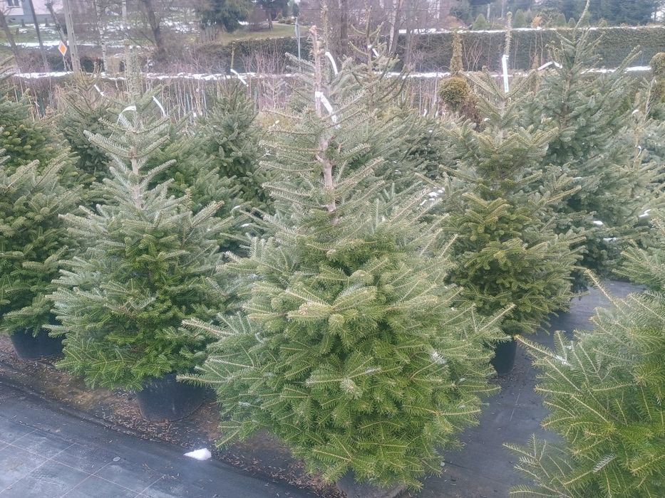 Jodła Koreańska z donicach Choinka
