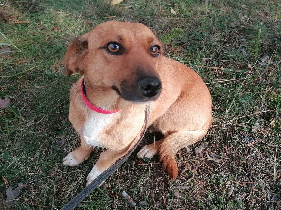 JULKA malutka wesoła suczka szuka domu