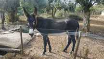 Vendo burro mirandes