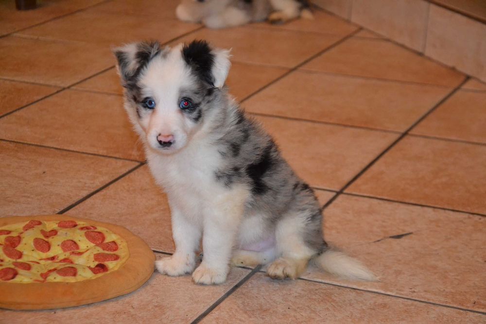 Border Collie piesek