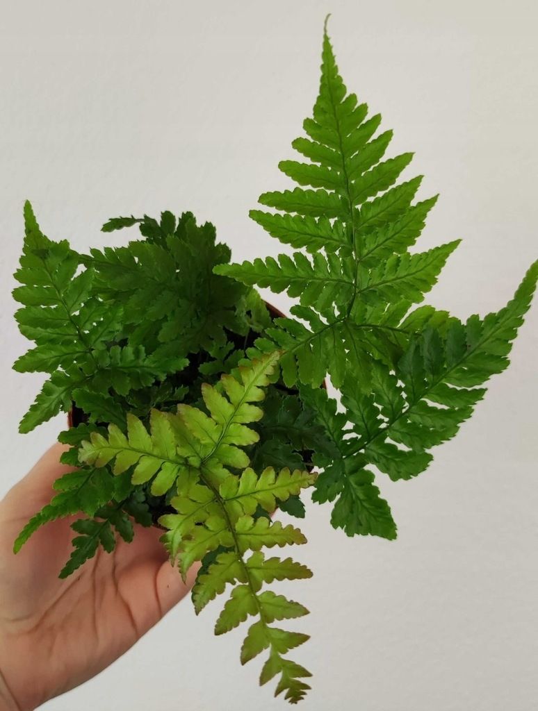 Nerecznica Czerwonozawijkowa Dryopteris Erythrosora 20 cm