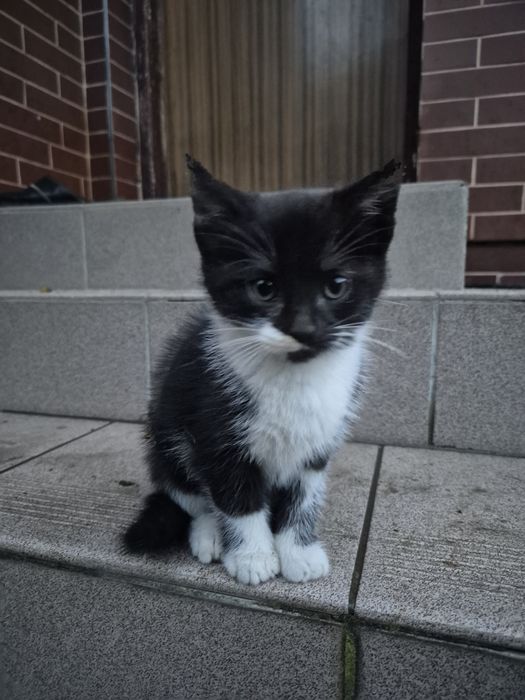 Oddam kotki w dobre ręce