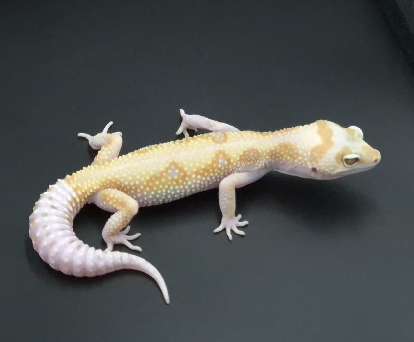 Gekony lamparcie / Eublefary lamparcie