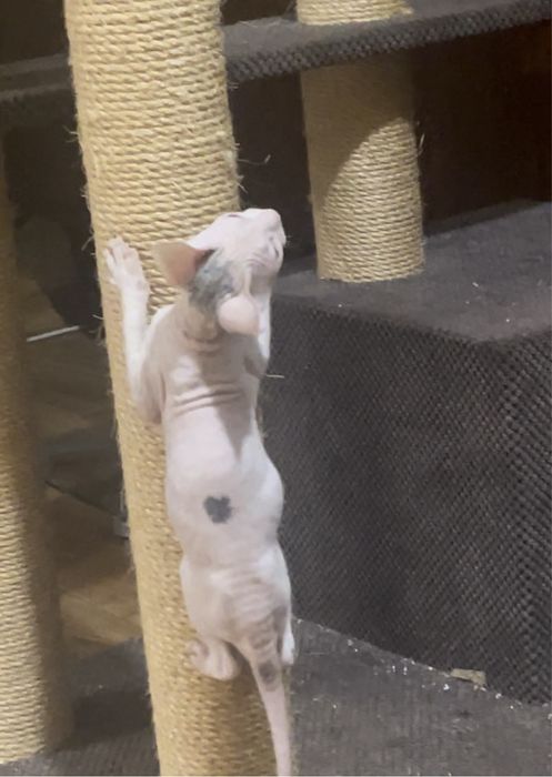 Донський сфінкс кошенята білого кольору , 2 місяці