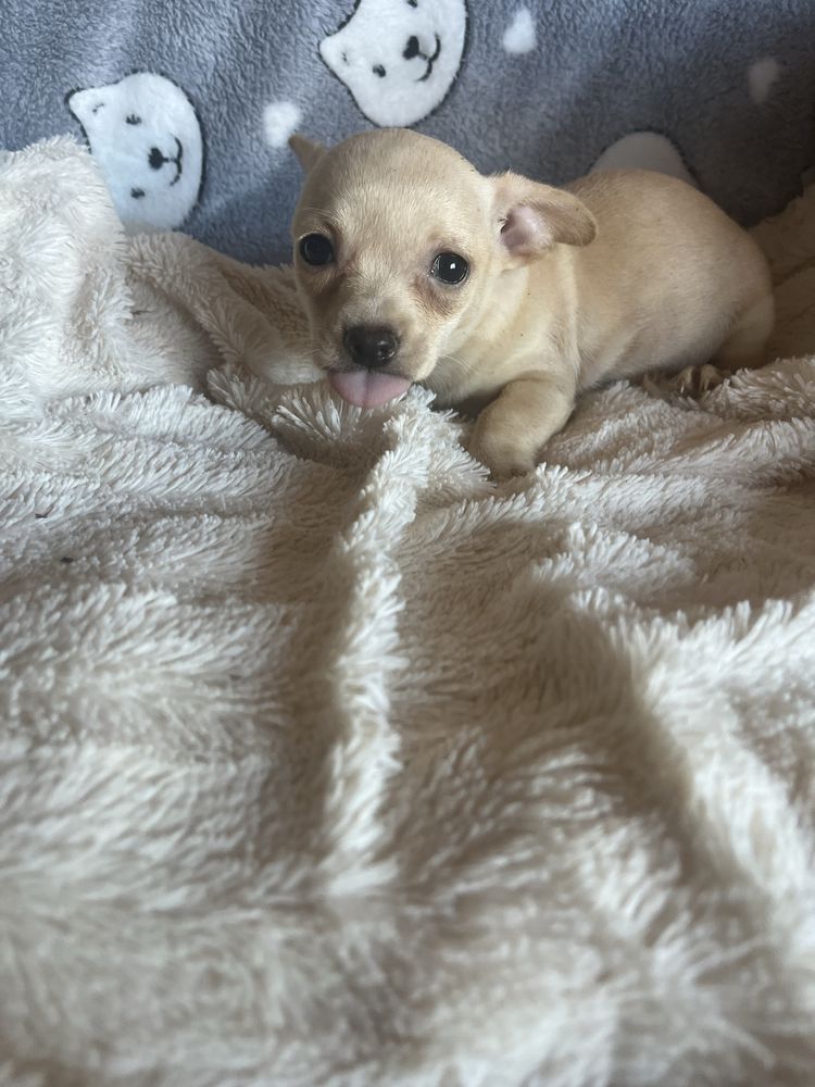 Menino chihuahua