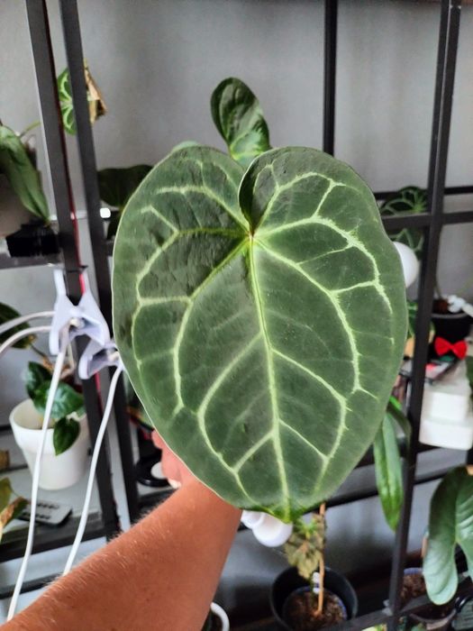Anthurium crystalinum silver x kos