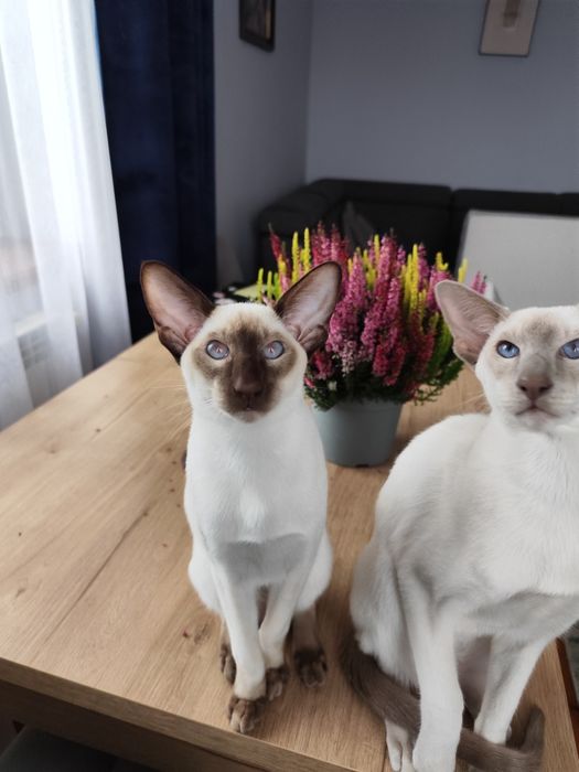 Kocurek orientalny syjamski rodowód Fpl