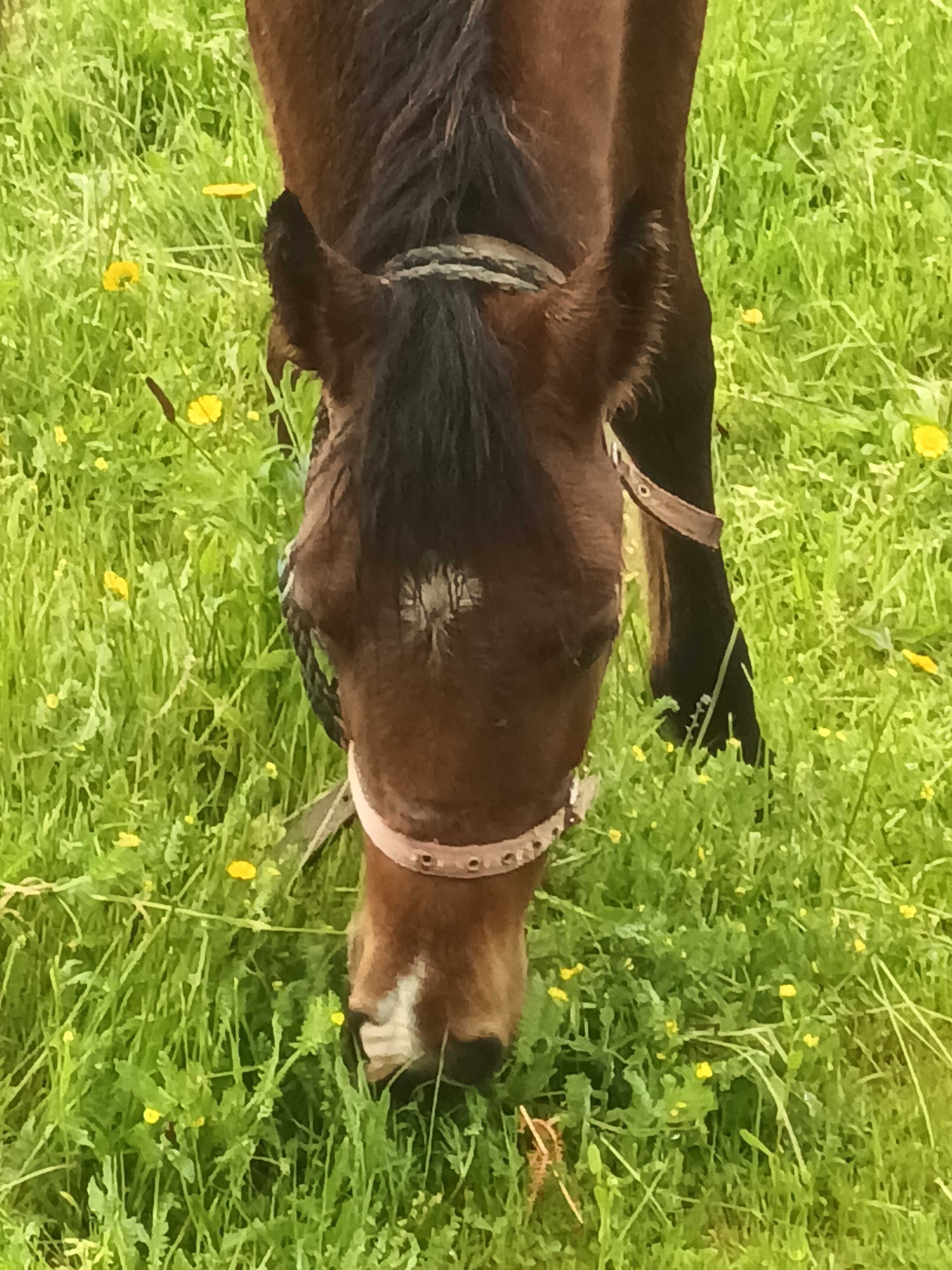 Vebdo garrrano 1 ano macho enteiro