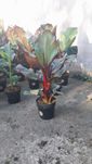 Musa Maurelii bananowiec ozdobny 90 cm roslina egzotyczna