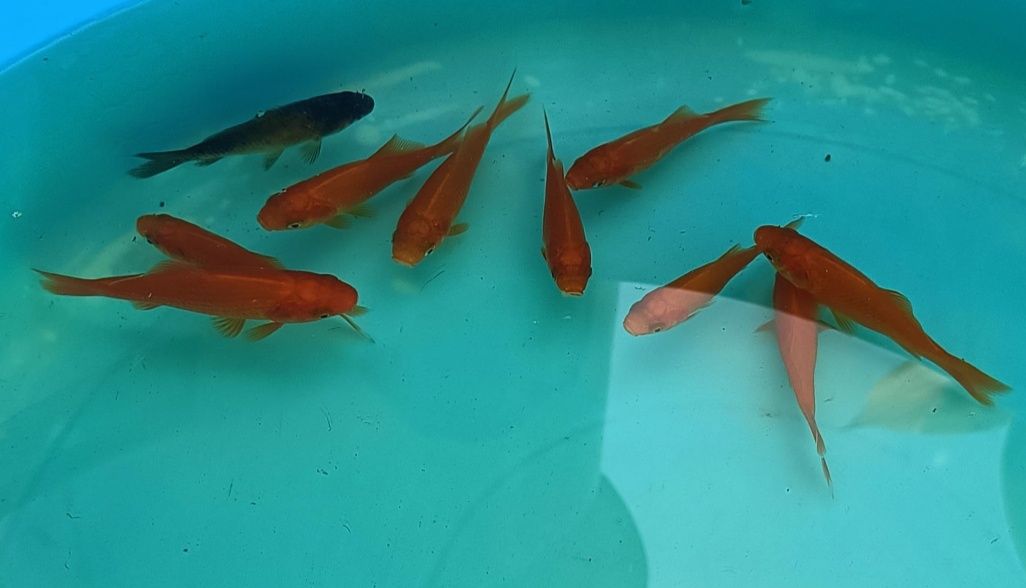 [ VENDIDOS ] Peixes para lago ( goldfish - cometa )