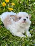 Piesek Chihuahua z rodowodem
