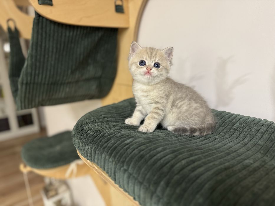 Kot brytyjski kotka FIFe FPL prawdziwy rodowód gwarancja zdrowia