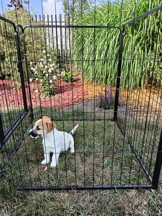 Jack Russell Terrier ZkwP FCI
