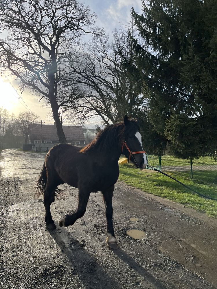 Sprzedam karą klacz