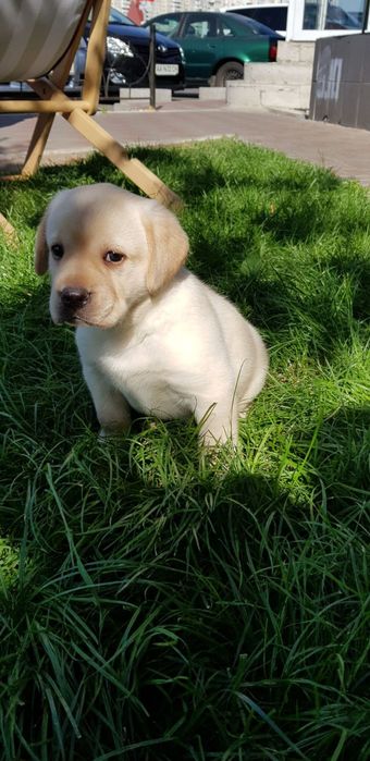 Шоколадные щенки Лабрадора есть Палевый и Черный, Доставка в Германию