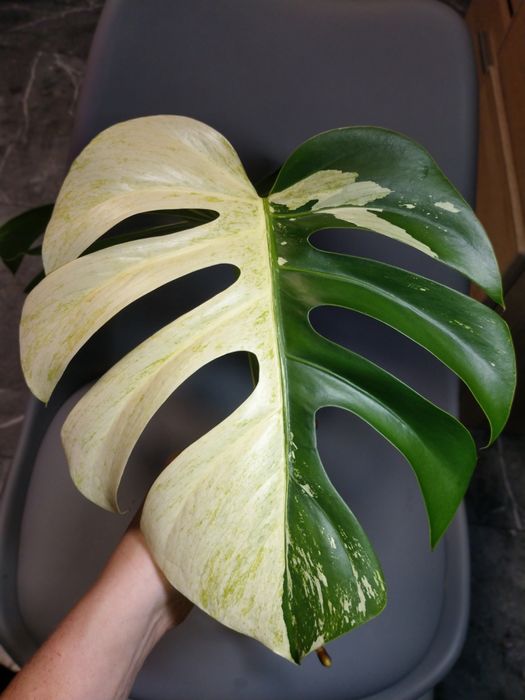 Monstera mint szczyt