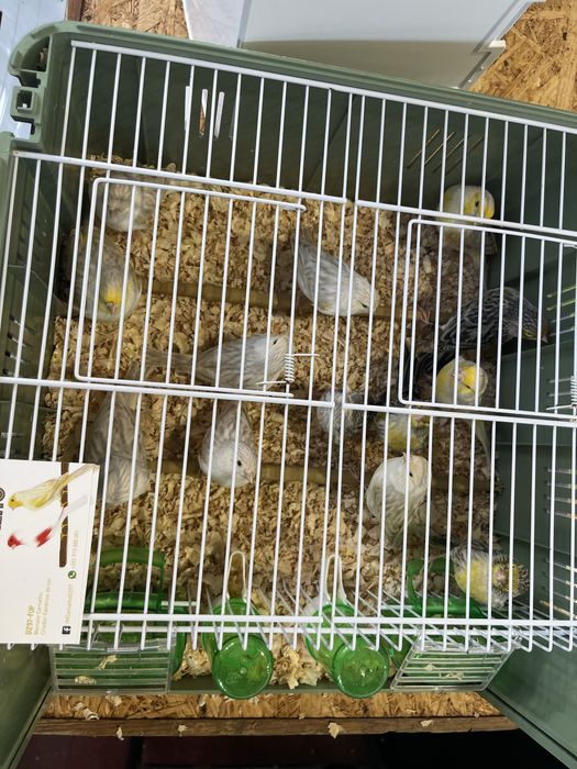 Canários - Ler descrição