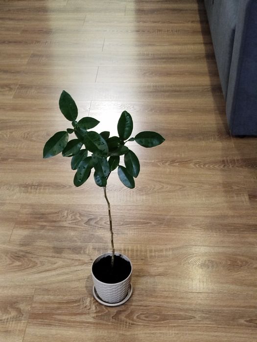 Продам помело Хірадо