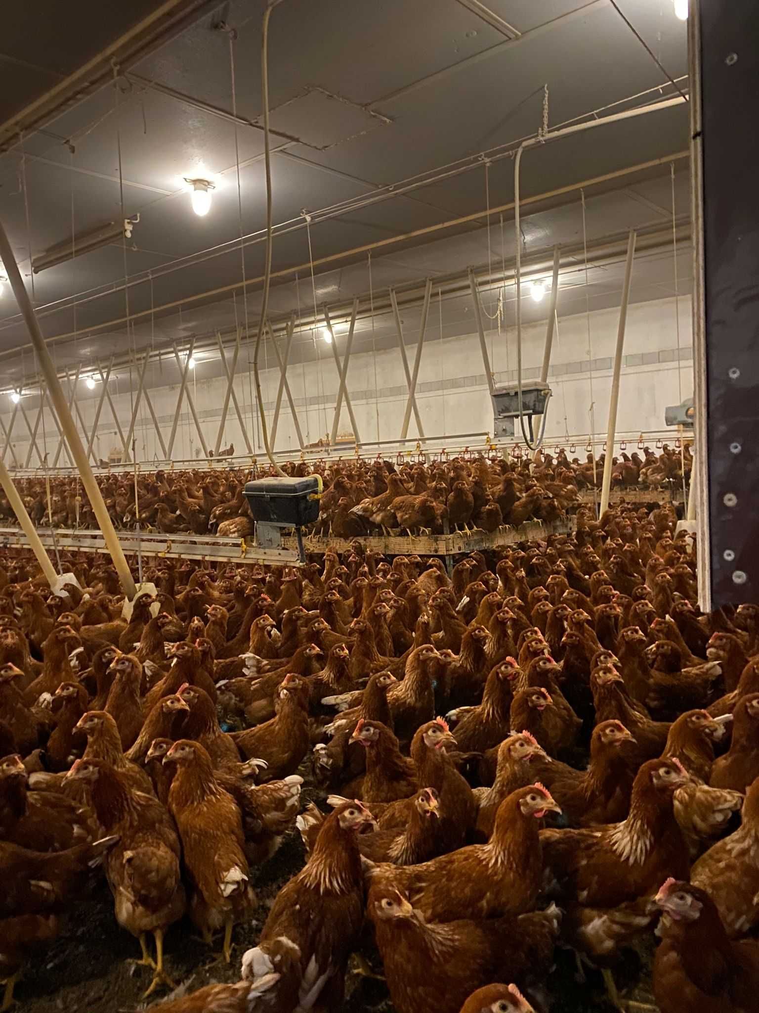 KURY MŁODE Leghorn Messa Rosa Dominant LOHMAN. Z jajkami już
