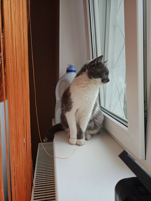 Стерильна кішечка в добрі руки