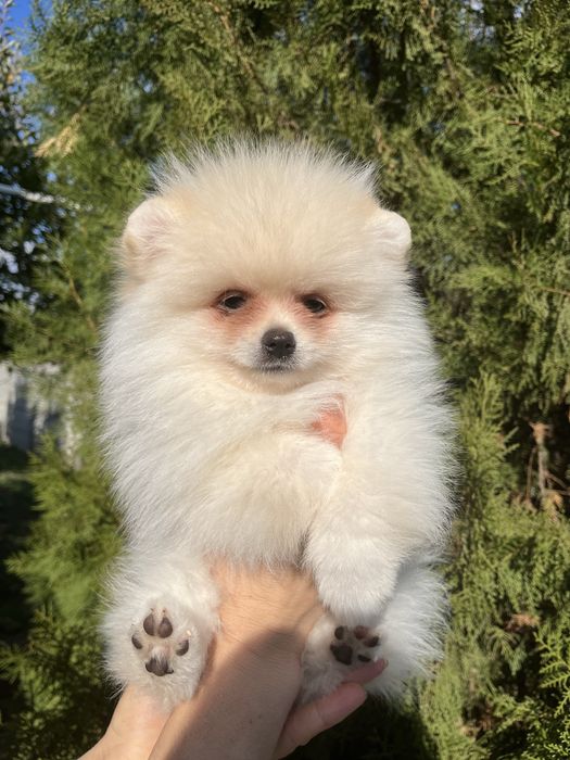 Померанский шпиц. Кремовый мальчик