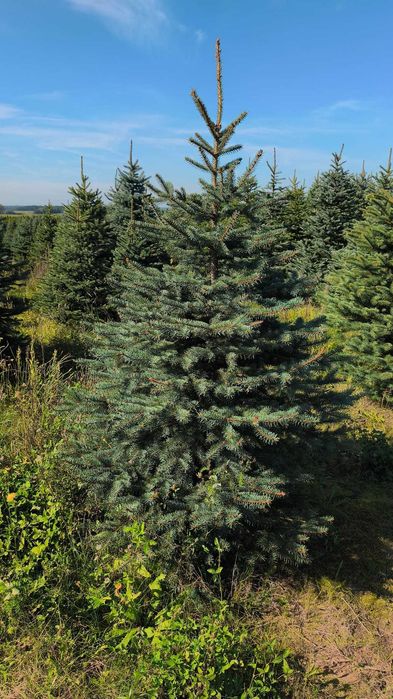 Świerk Kłujący cięty 175 - 250 cm lub w donicy 60-180 cm/ TuChoinki.pl