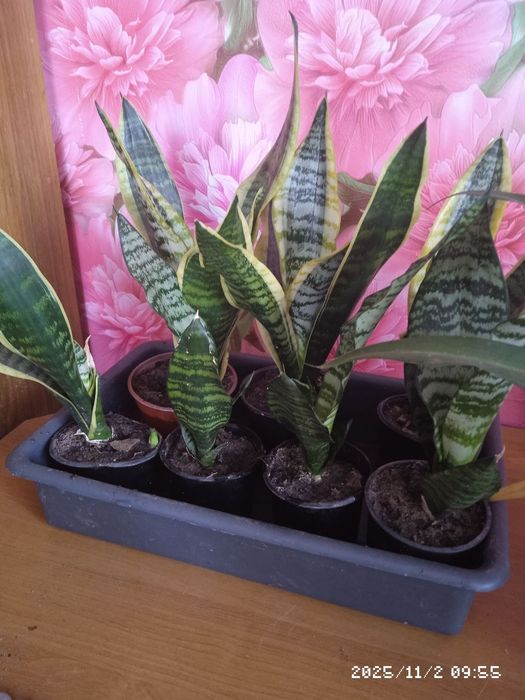 Дипладенія,колеус,сансівєра