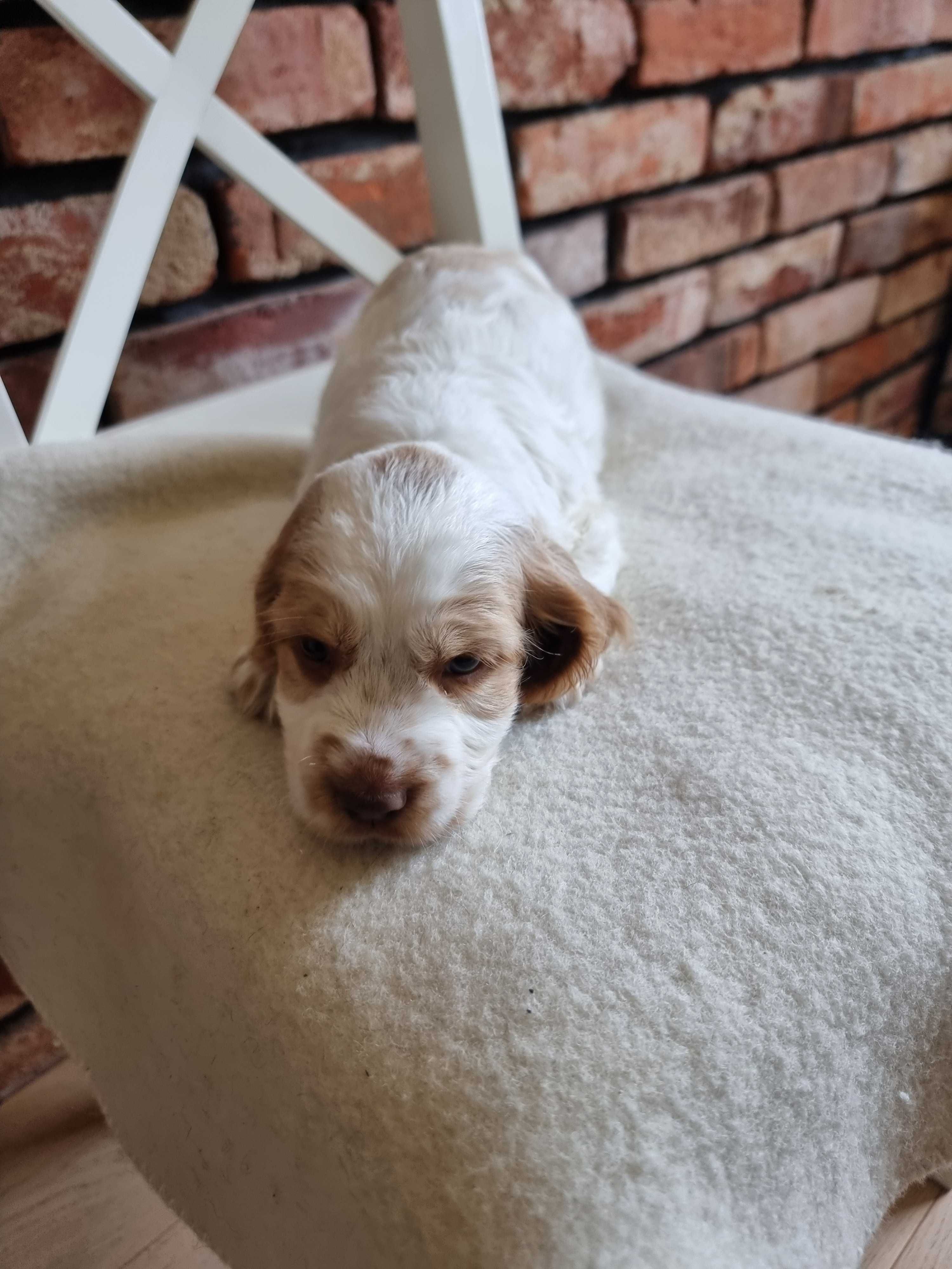 Cocker spaniel angielski śliczny szczeniaczek do odbioru
