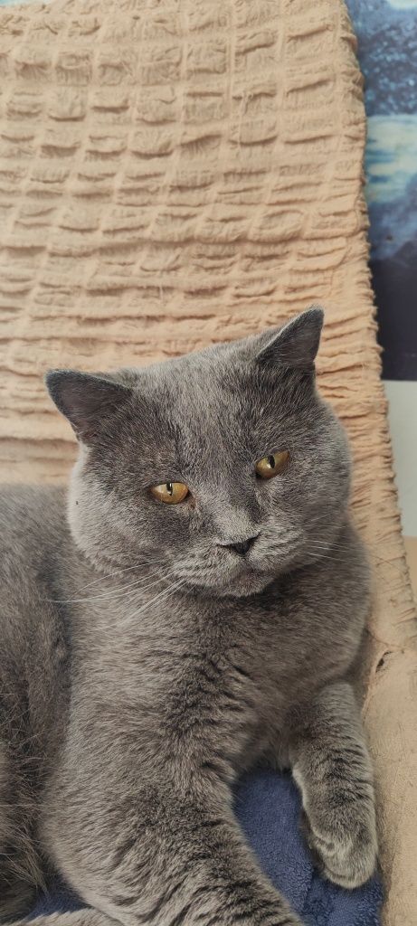 Шикарный котик ищет семью