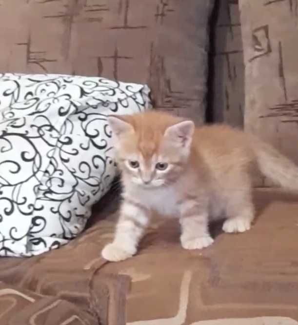 Котенок))  рыжий_ мальчик _ полу перс
