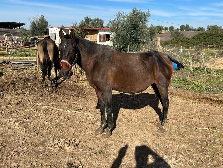 Égua lusitana pontuada e cheia