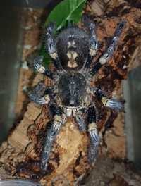 Паук Poecilotheria sp. Lowland (bara), самка