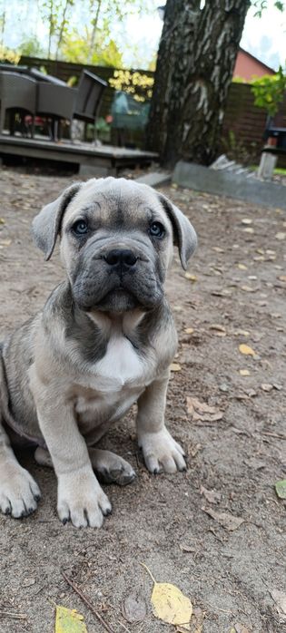 Szczenię Cane Corso szczeniak pies