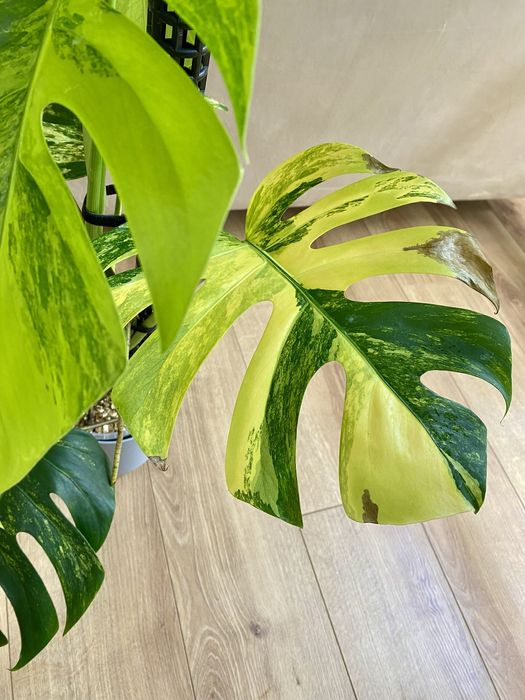 Monstera marmorata aurea