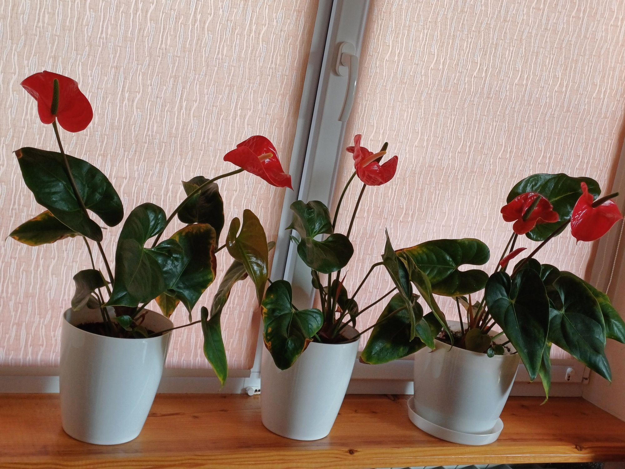 Продам антуріум червоного кольору з великими квітами і листами.