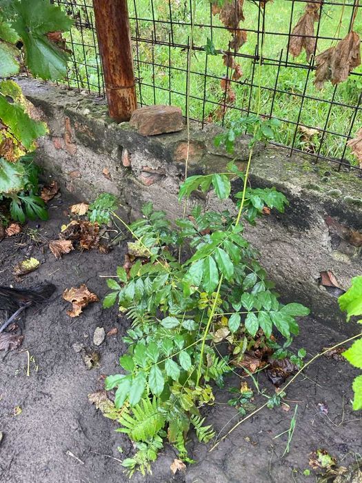 Продам Глицинию китайскую