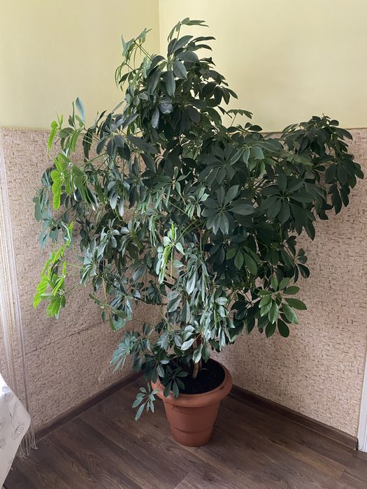 Вазон Шефлера зеленолиста