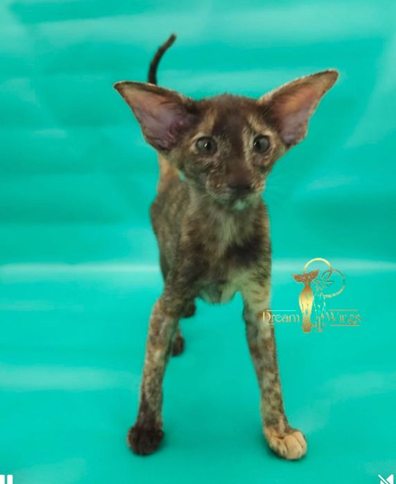 Орієнтальні кошенята