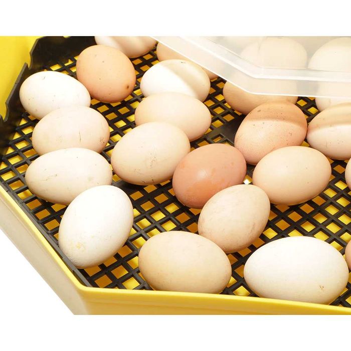 Inkubator, wylęgarka klujnik CLEO 5, półautomat 41 jaj - 60 jaj