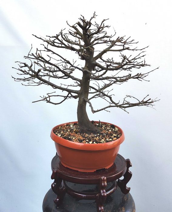 Pre Bonsai Grab pospolity